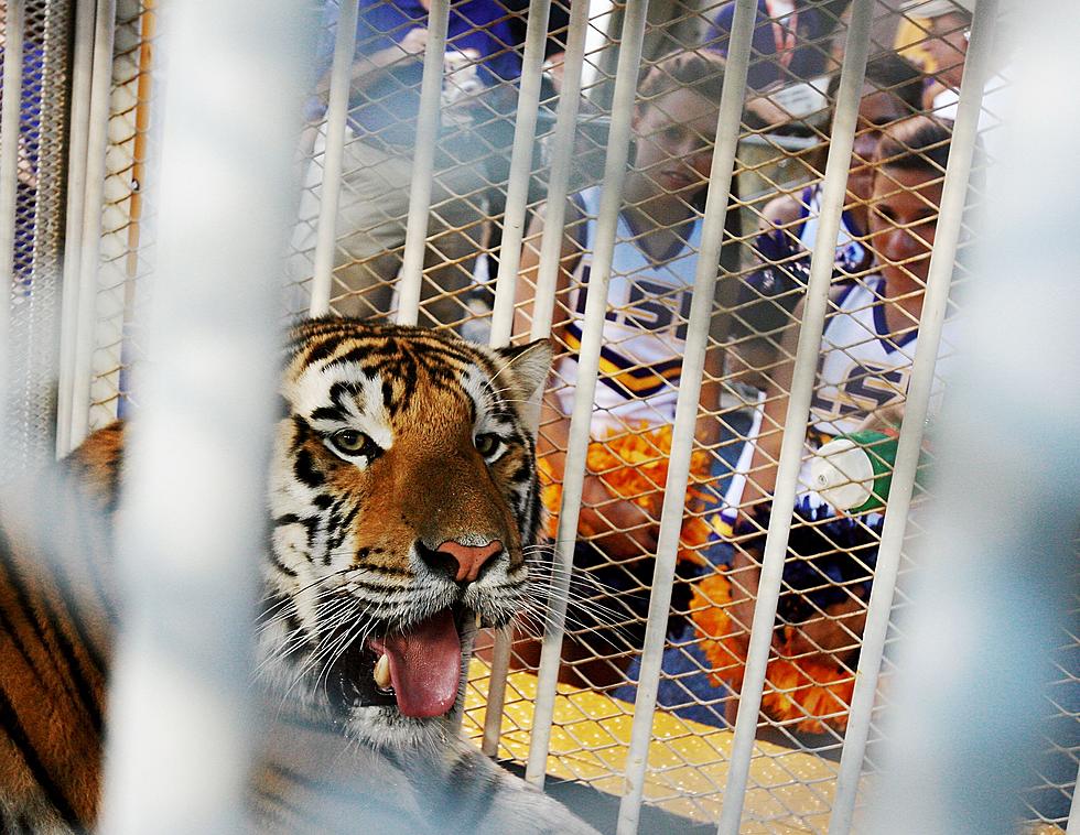 LSU&#8217;s Mike VII Got His Covid-19 Shots in Time for LSU Football