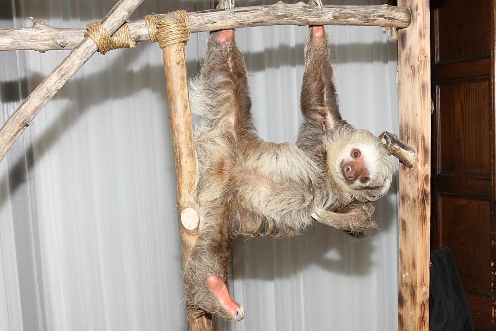 Want to Drink Beer With Sloths? You Can in This Louisiana Barn