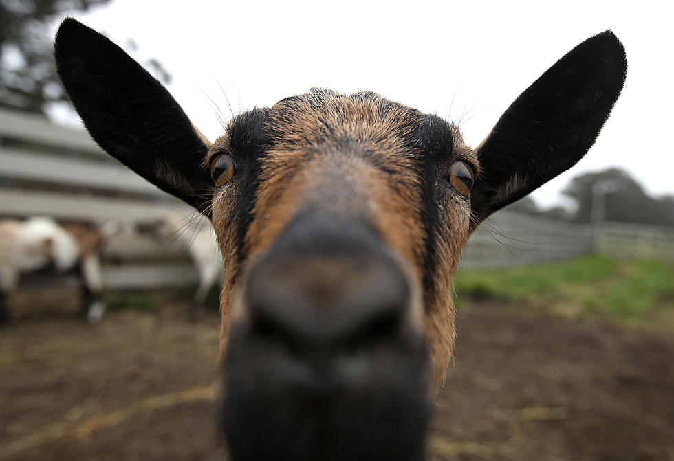 A Goat Getting 'Arrested' for Assault? Only in Louisiana