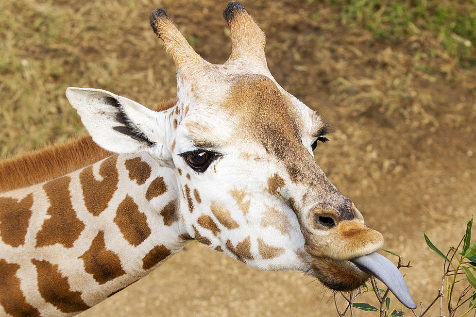 Giraffe Picnic With Your Bestie in a Louisiana Barn? Say No More!