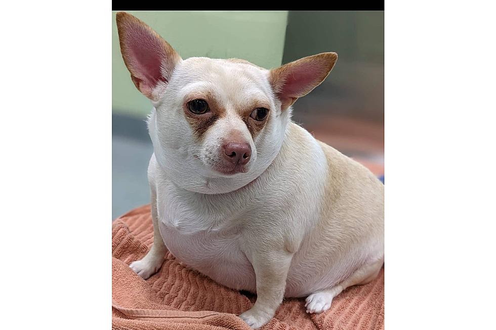 Pudgy Shreveport Dog is on a Mission to Shed Pounds &#038; Find Home