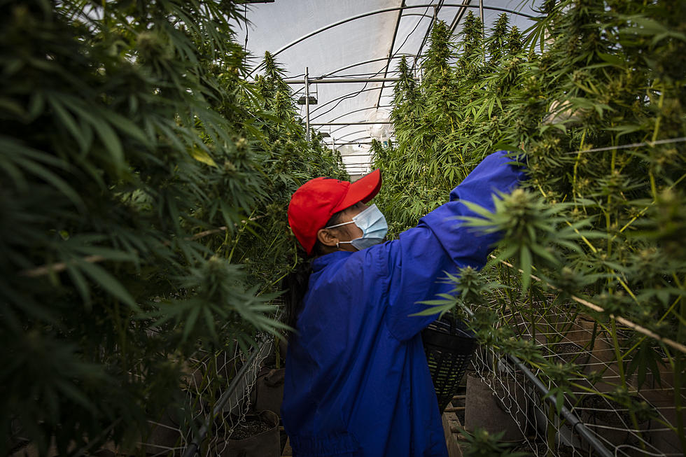 Louisiana’s Largest Pot Grower is Gearing Up for Huge Expansion