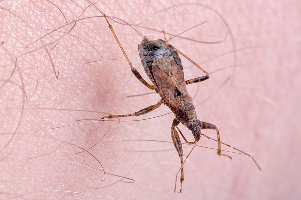 Will a Cold Front Kill Louisiana’s Worry of Deadly Kissing Bugs?