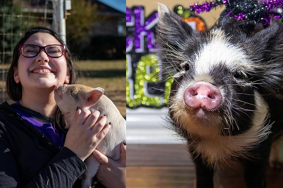 This Texas Airbnb Experience Is Every Obsessed Pig Lovers Dream