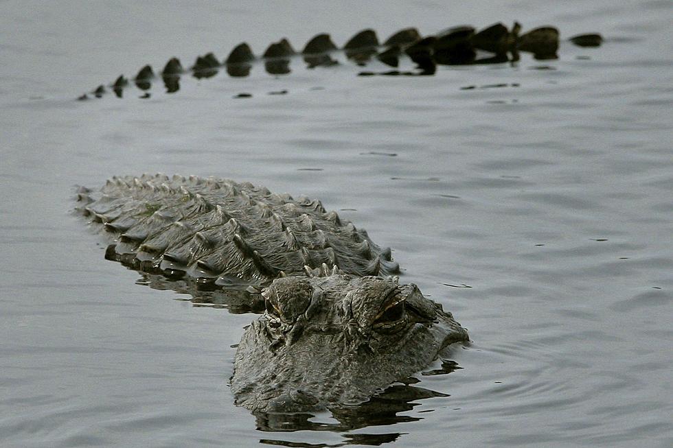 Watch Massive Cannibal Alligator Eat a 6-Foot Gator Whole