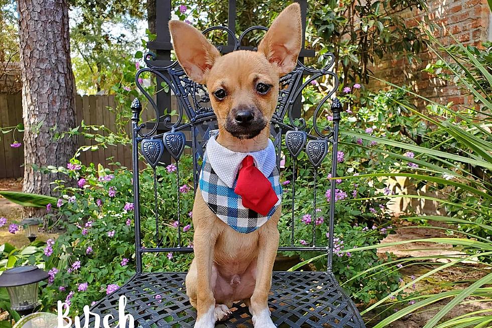 This Chihuahua Pup Needing a Home Is a Gentleman and a Scholar