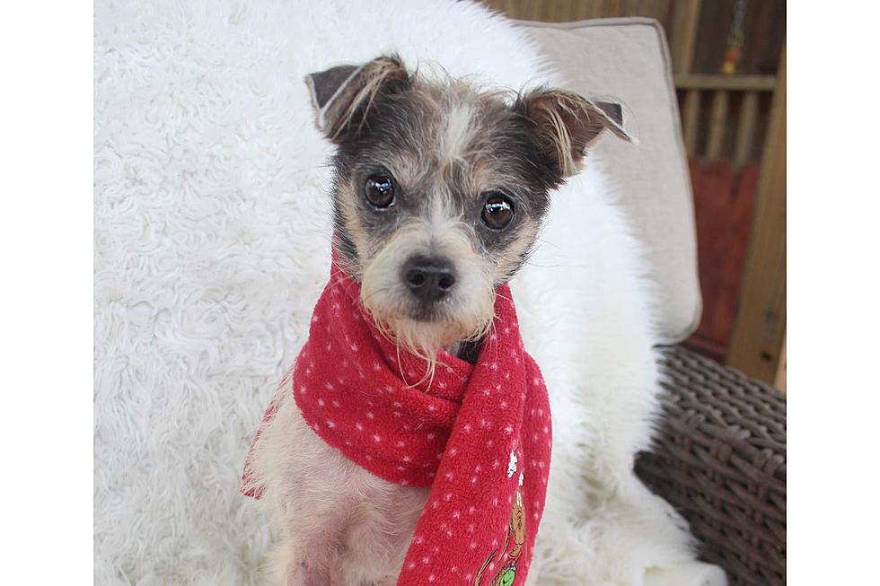 Dog Looking for New Home Named Yuletide Perfect for the Season