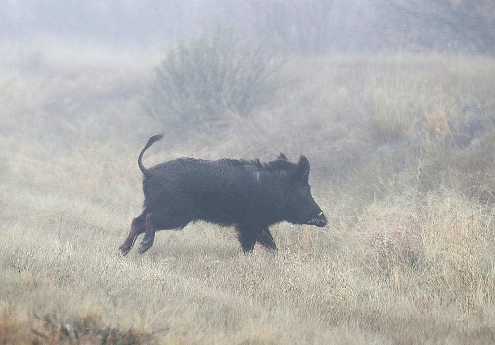2 Desperate Texas Counties are Looking for Hog Bounty Hunters