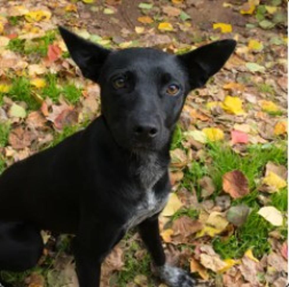 A House Isn't a Home Without an Adoptable Pup Like 'Perky'