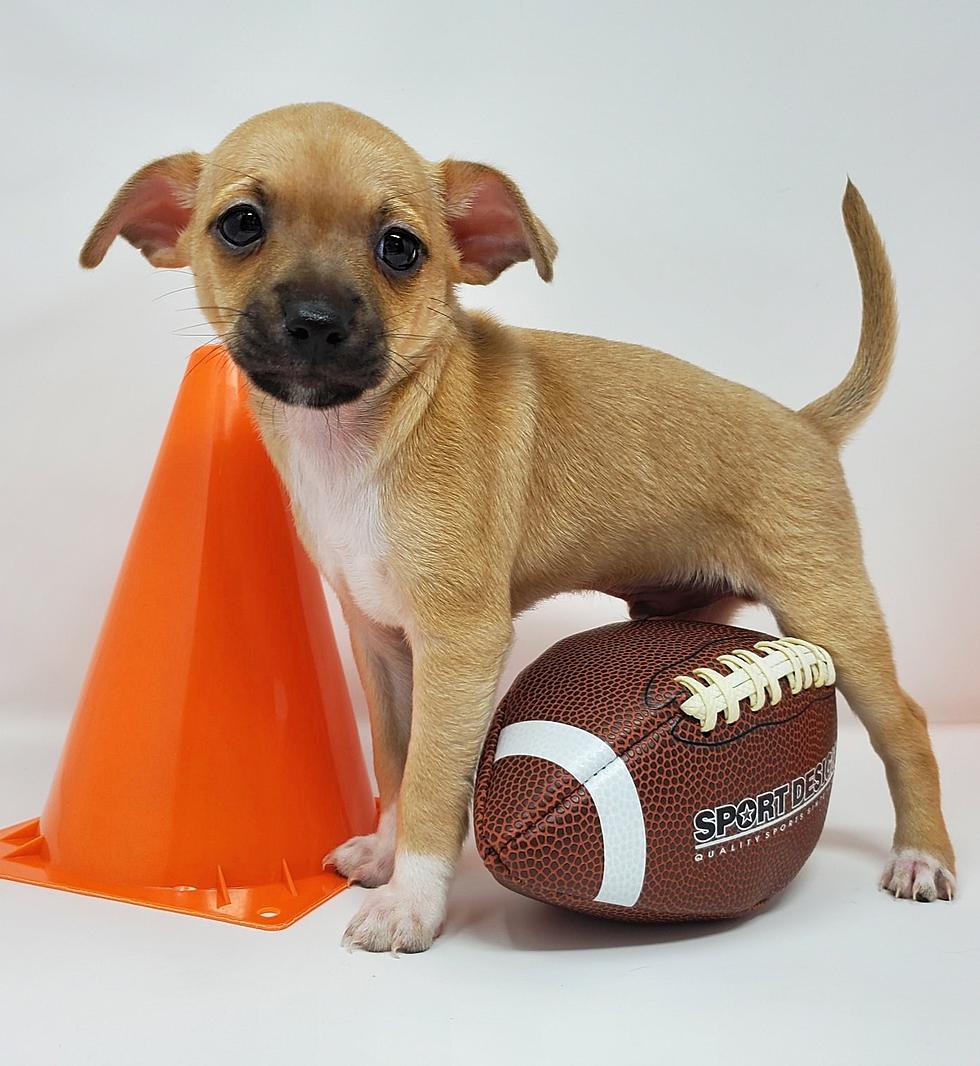 Shreveport Area Rescue Pup Drafted for Puppy Bowl XVIII Sunday