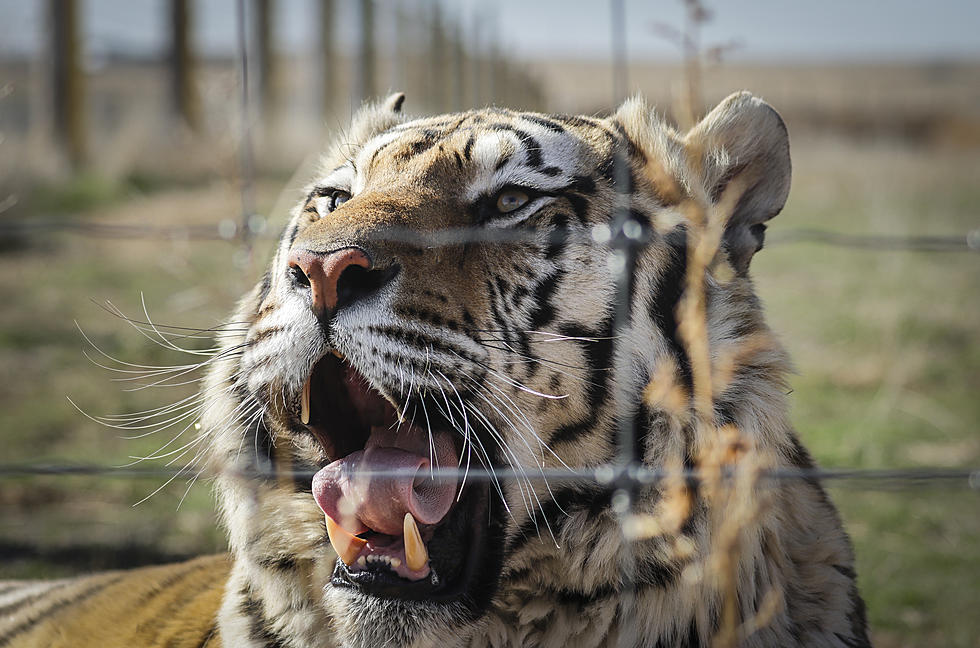 These 3 Houston-Area Tigers Have Found a Home in East Texas