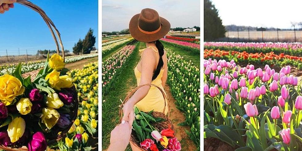 Tiptoe Through a Field of Tulips Just 3 1/2 Hours From Shreveport