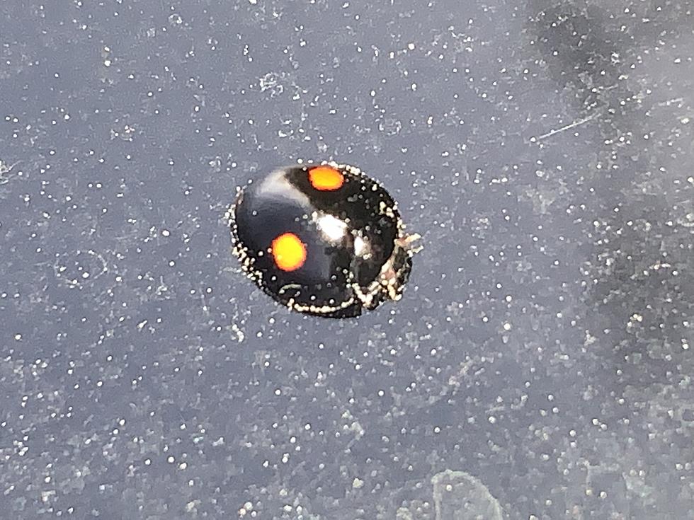 Seen a Black Ladybug With Red Spots in Shreveport? Don’t Touch It