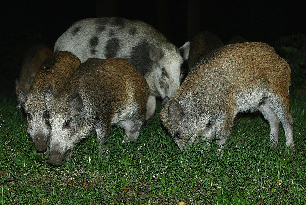 Louisiana Officials Catch 2 Men Releasing Feral Hogs Into the Wild