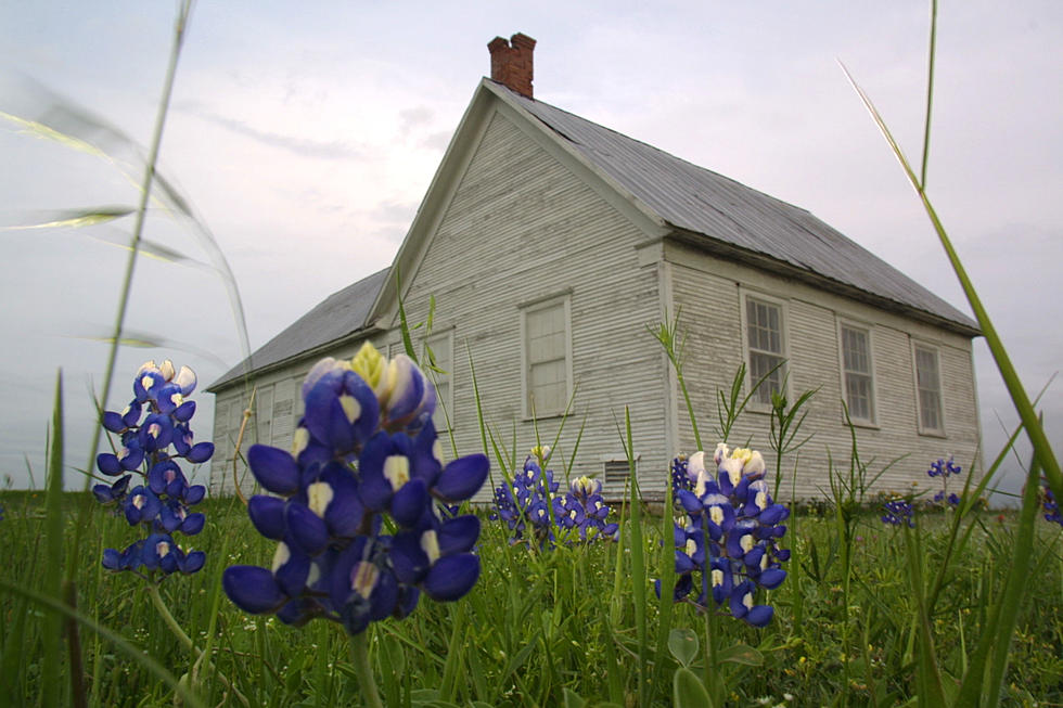 Is It Actually Against the Law to Pick Bluebonnets in Texas?