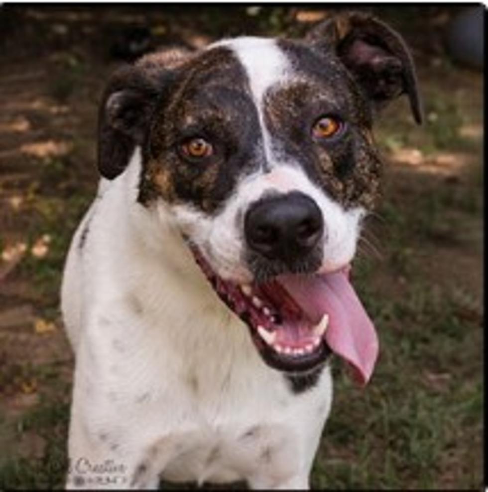 Tyson Wants to Be Your Best Friend. Meet Him Today in Shreveport