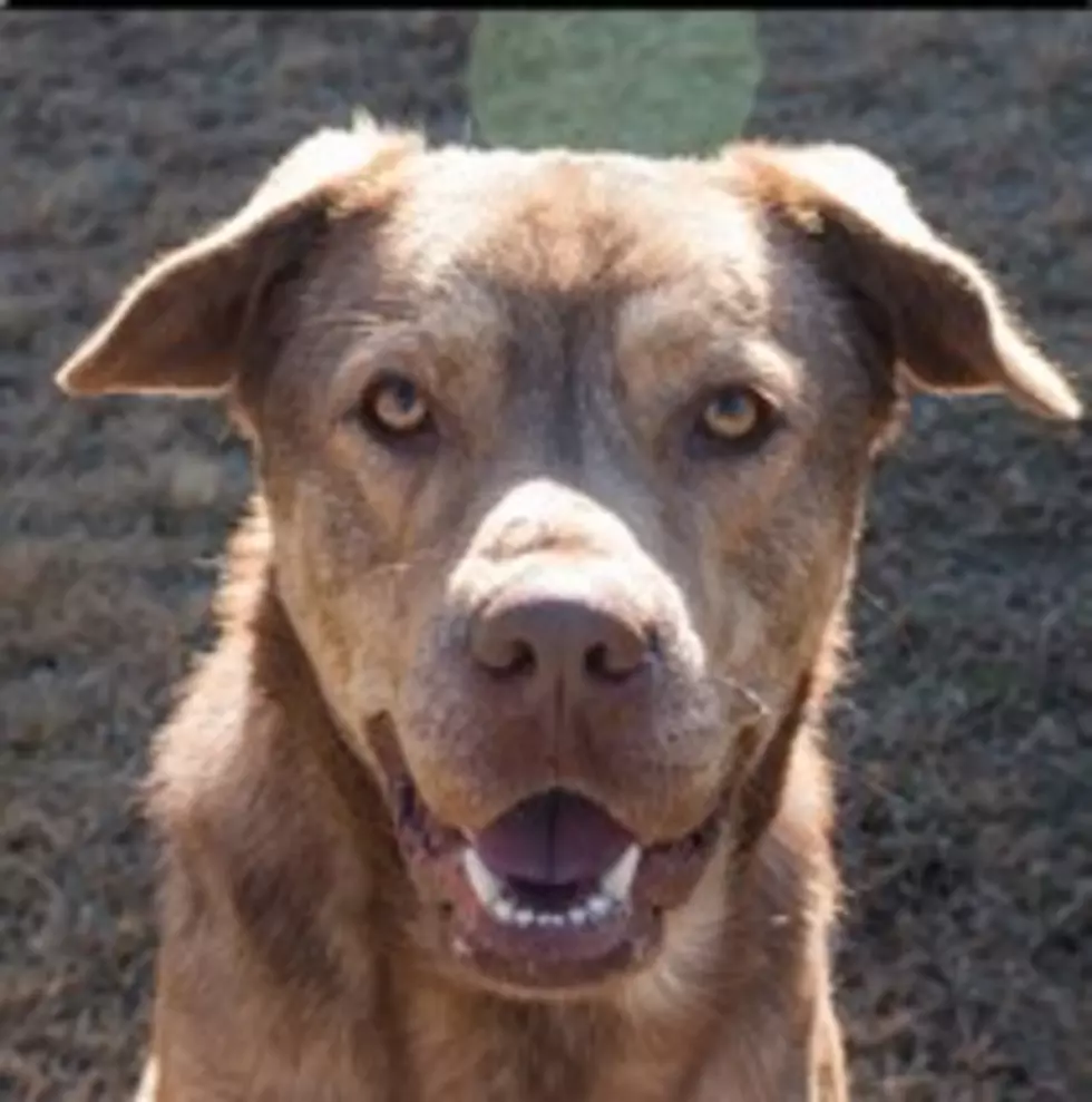 Magoo is a Big, Handsome Boy and is Available for Adoption Now