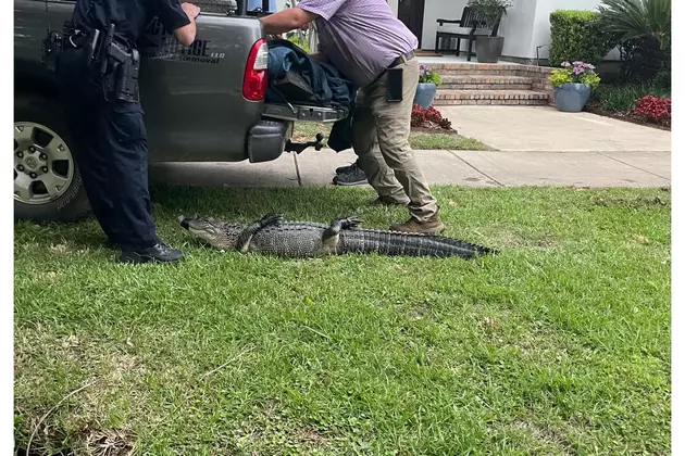 12.5 Foot Alligator Removed From Popular Shreveport Neighborhood