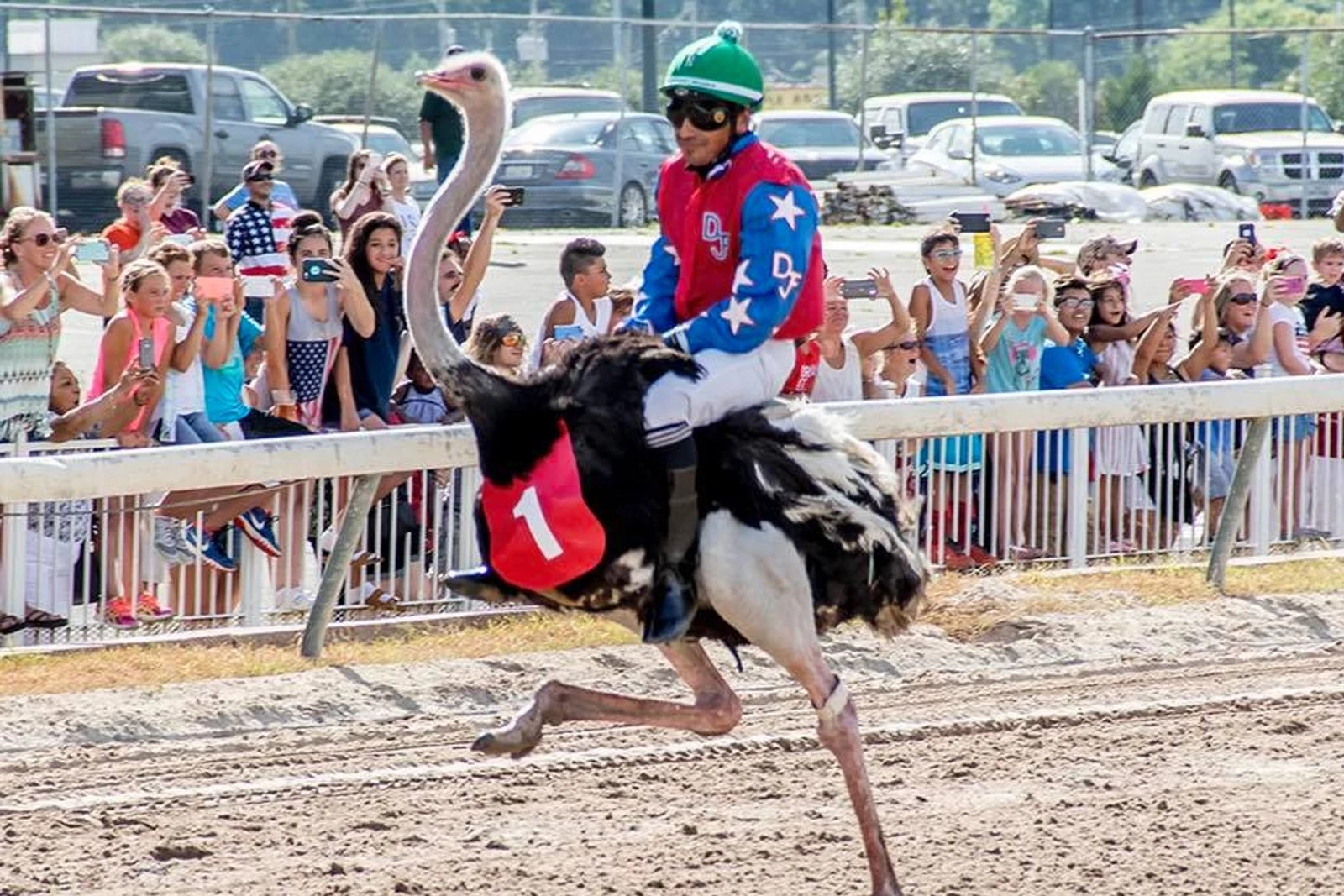 ostriches racing