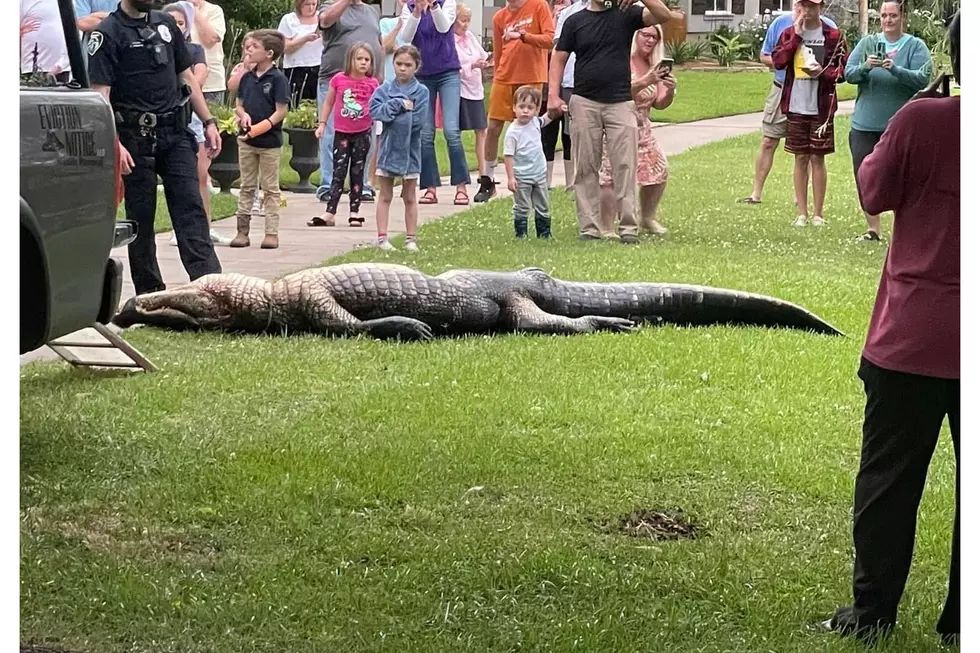 12.5 Foot Alligator Removed From Popular Shreveport Neighborhood