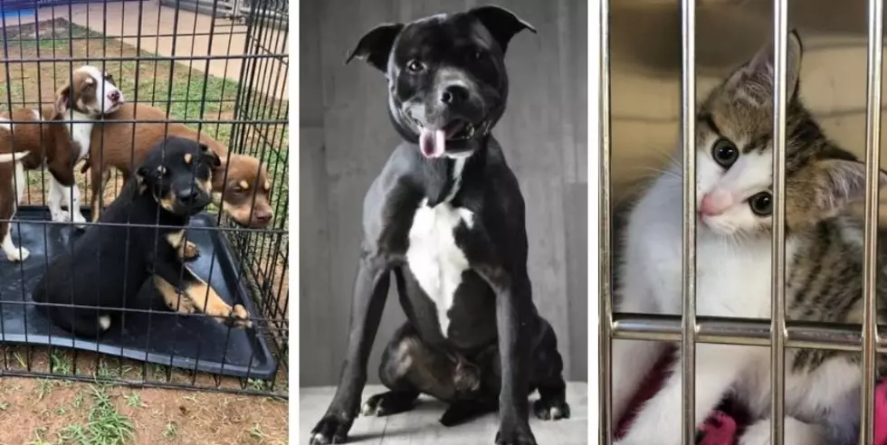 Caddo Shelter Says They Just Took in 115 Pets and Need Your Help