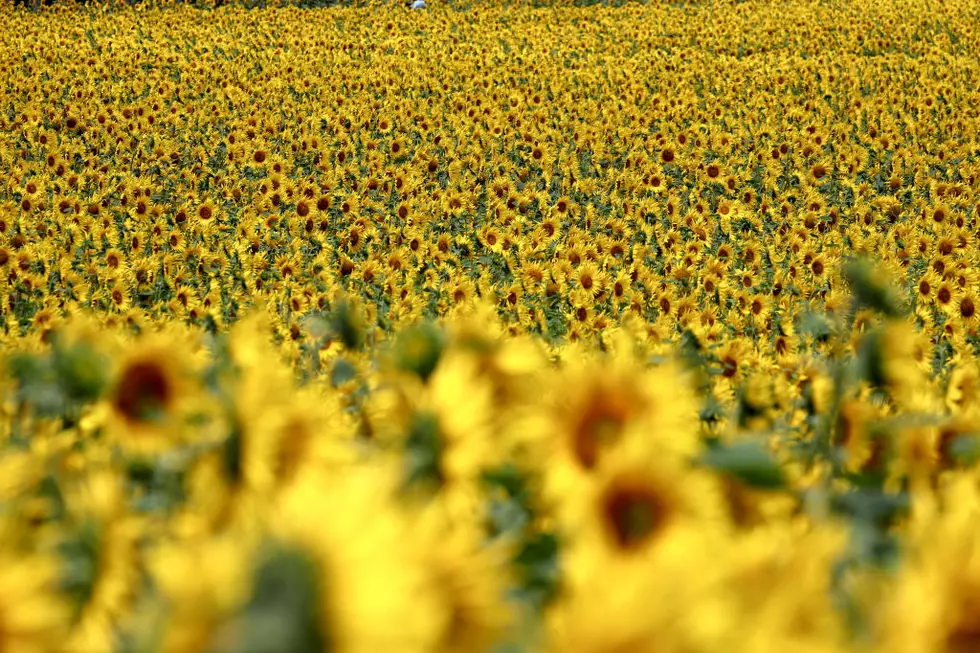See a Beautiful Sea of Yellow At 2022&#8217;s Caddo Sunflower Fest