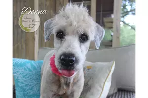 Dog With Great Hair Looking for a New Home in Bossier