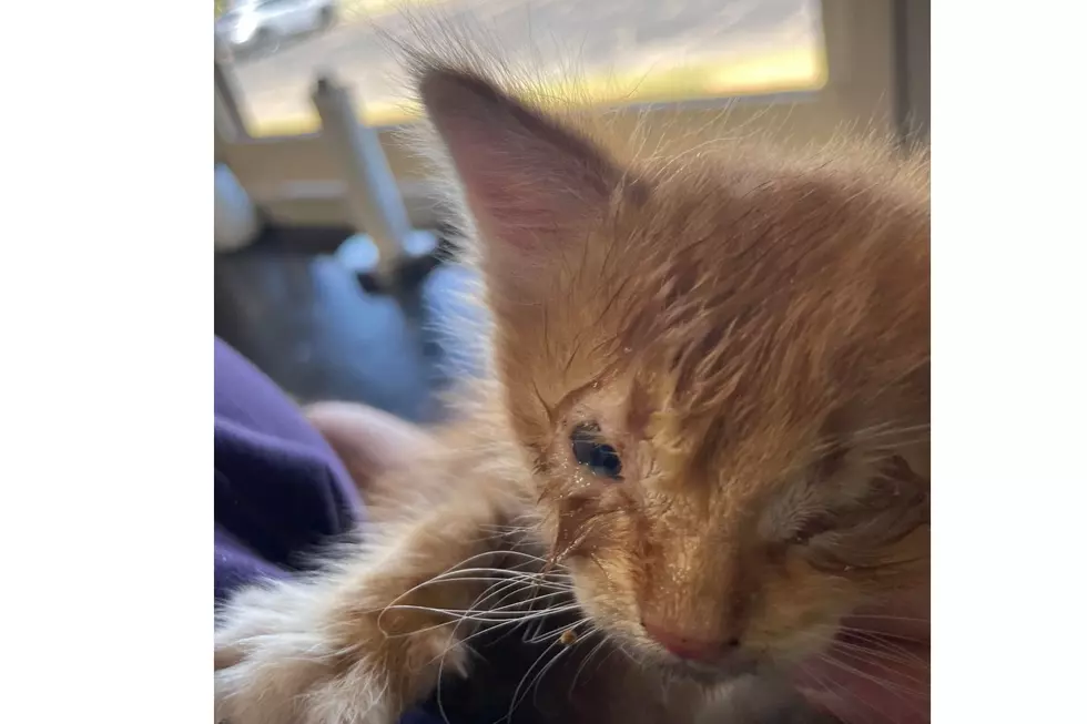 Kitten Rescued on 220 Is a Sad Reminder for Shreveport-Bossier