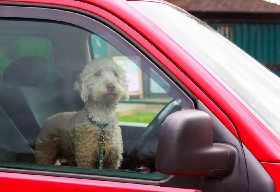 Can You Legally Break Into a Hot Car to Save a Dog in Louisiana?