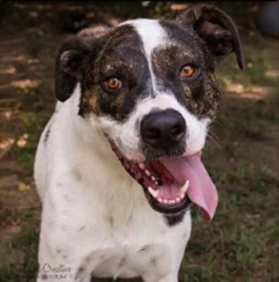 Tyson is a Big, Sweet Pup with Lots of Love to Give, Shreveport