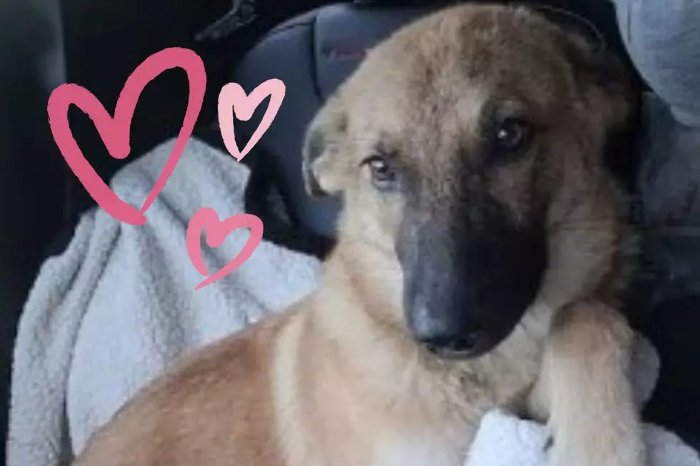 German Shepherd Pup Seeks Active, Loving Family in Shreveport