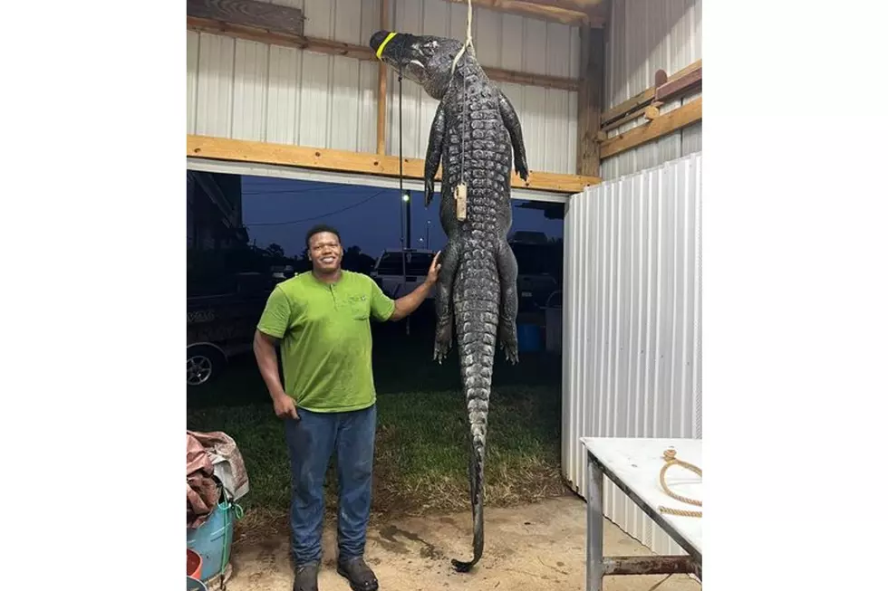 Monster Gator Harvested on Cross Lake – Get Details & Photos Here