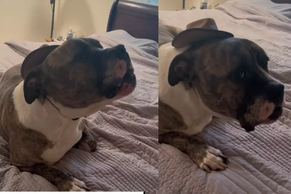 I Can&#8217;t Stop Watching This Dog Sing Along to &#8216;Tennessee Whiskey&#8217;