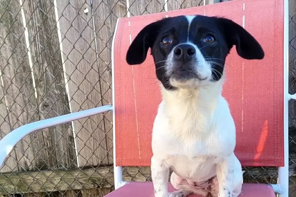 Shreveport Puppy Is Smiling Her Way Into Our Hearts