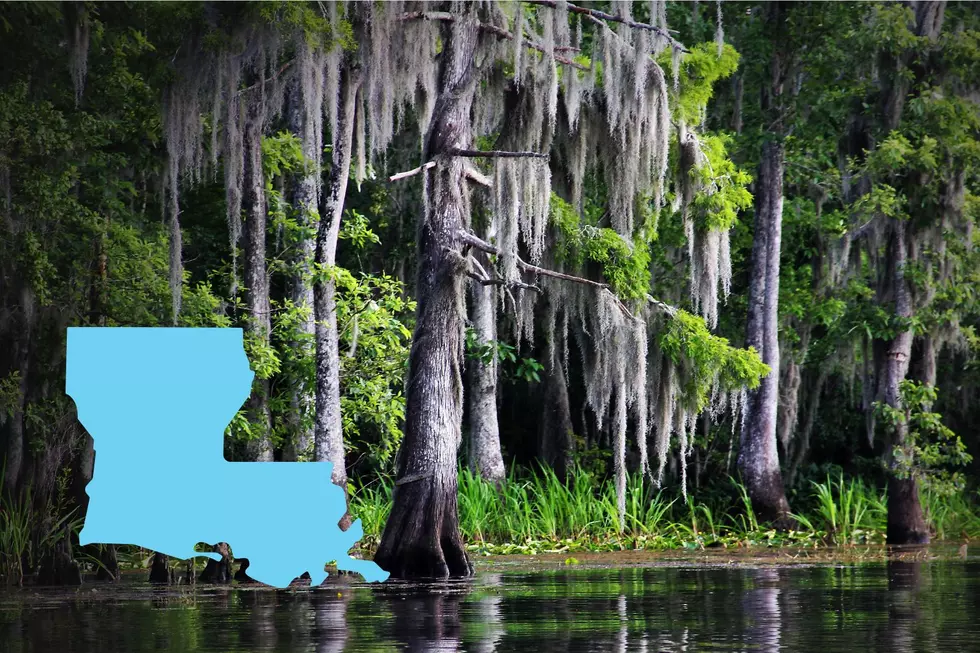 Do These Animals, Bugs, Trees, Songs Best Represent Louisiana?