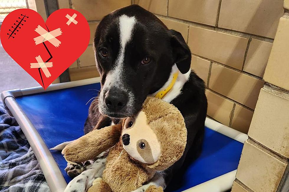 380 Days Later This Sad Shreveport Dog Still Hasn&#8217;t Been Adopted