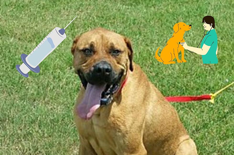 How to Get Your Pet’s Rabies Vaccine For Only $5 Tomorrow