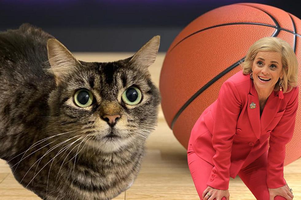 You Can Adopt Kim Mulkey the Cat in Shreveport