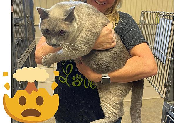 This Giant Cat in Bossier Is Looking For His Forever Home