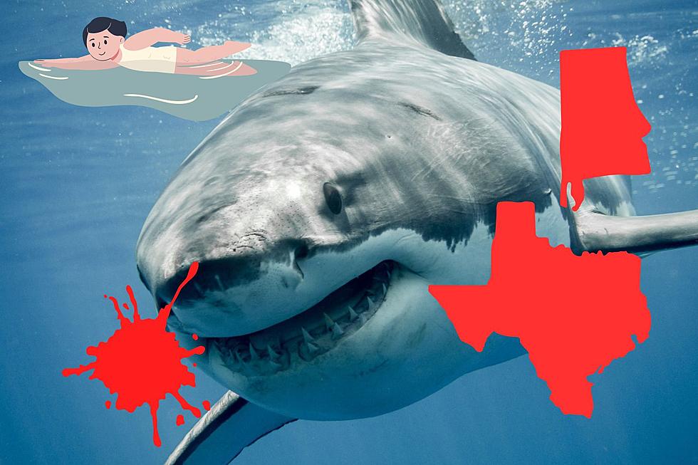 Going to the Beach This Summer? Keep an Eye Out for Sharks