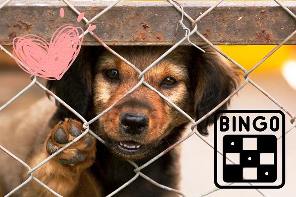 Play Bingo To Help Webster Parish Dog And Cat Rescue Saturday
