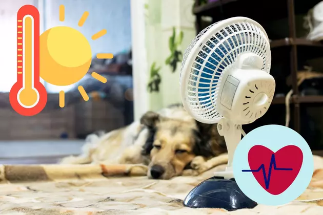 Louisiana Pet Owner Warning: This Heat Could Kill Your Dog