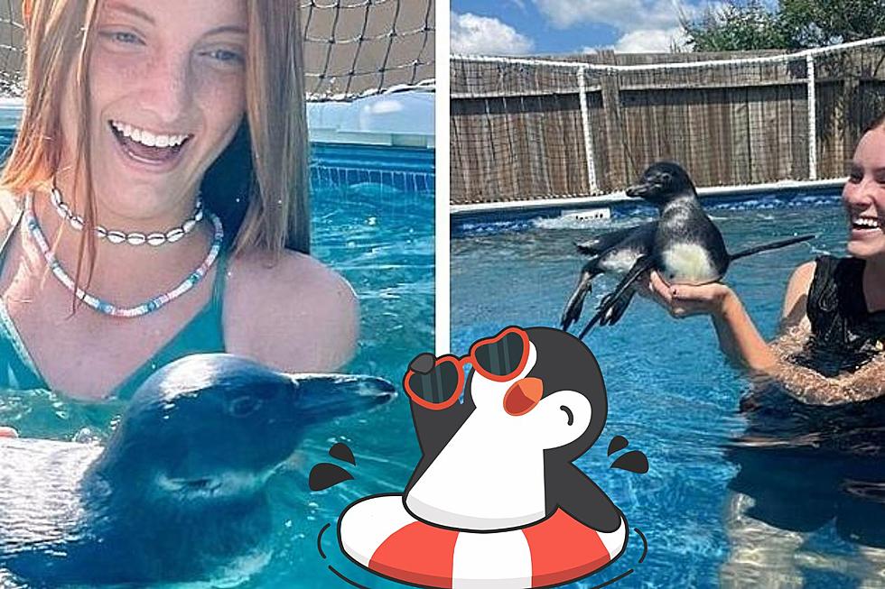 Cool Off and Swim With Penguins at This Louisiana Farm