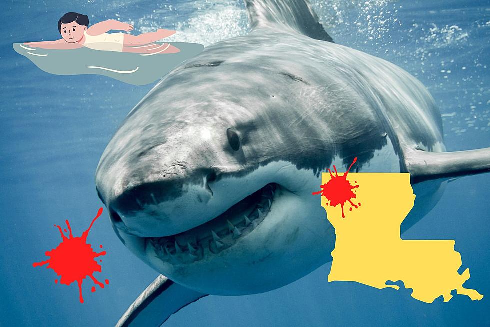 Shark Week is Here! Here&#8217;s How to Celebrate in Shreveport, LA