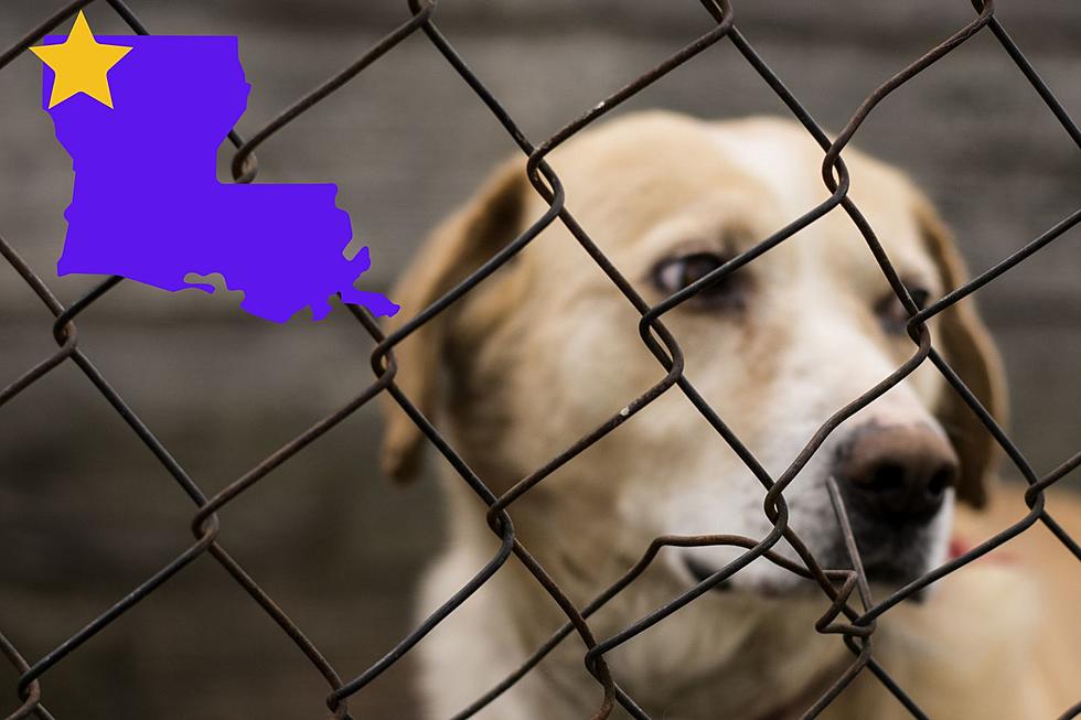 Reddit User Needs Help Giving Caddo Rescue Proper Louisiana Name