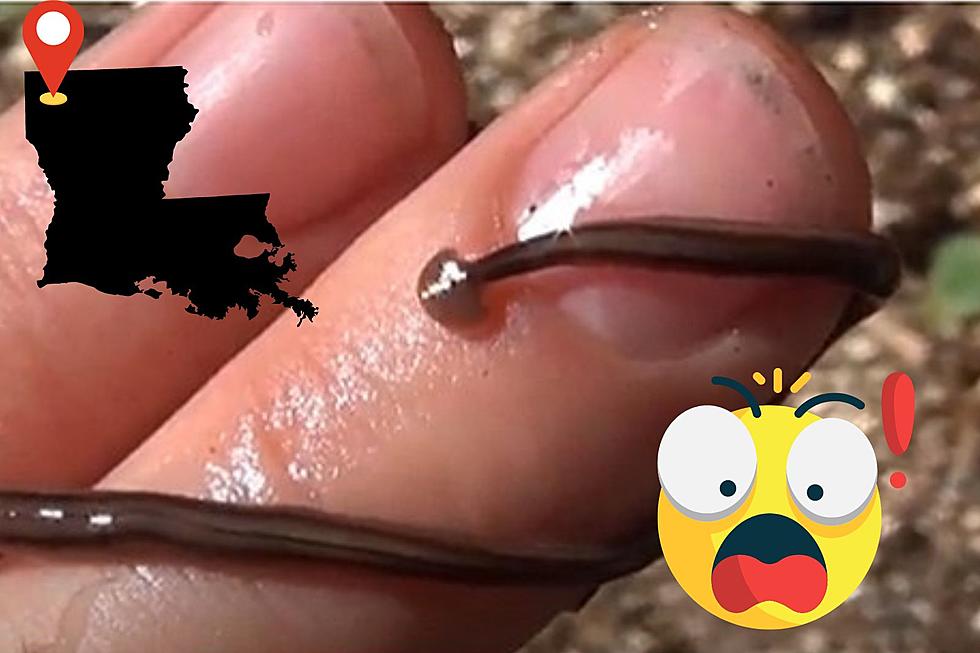 Interactive Map Shows Hammerhead Worms Have Invaded Shreveport