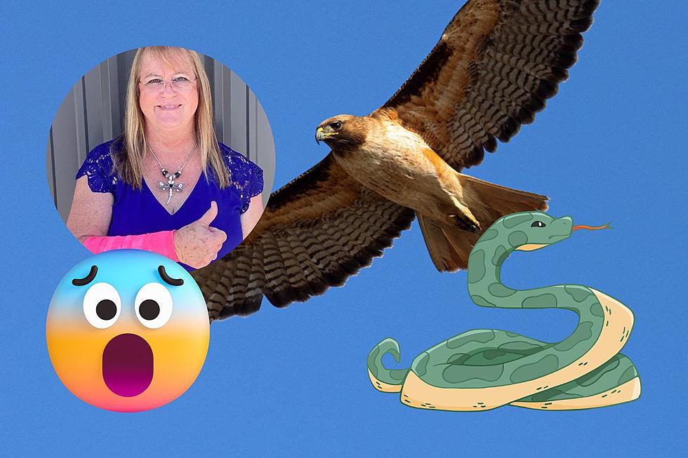 Texas Woman Terrified When Hawk Drops A Snake On Her, Attacks