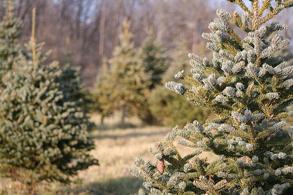 Will There Be a Christmas Tree Shortage in Louisiana This Year?