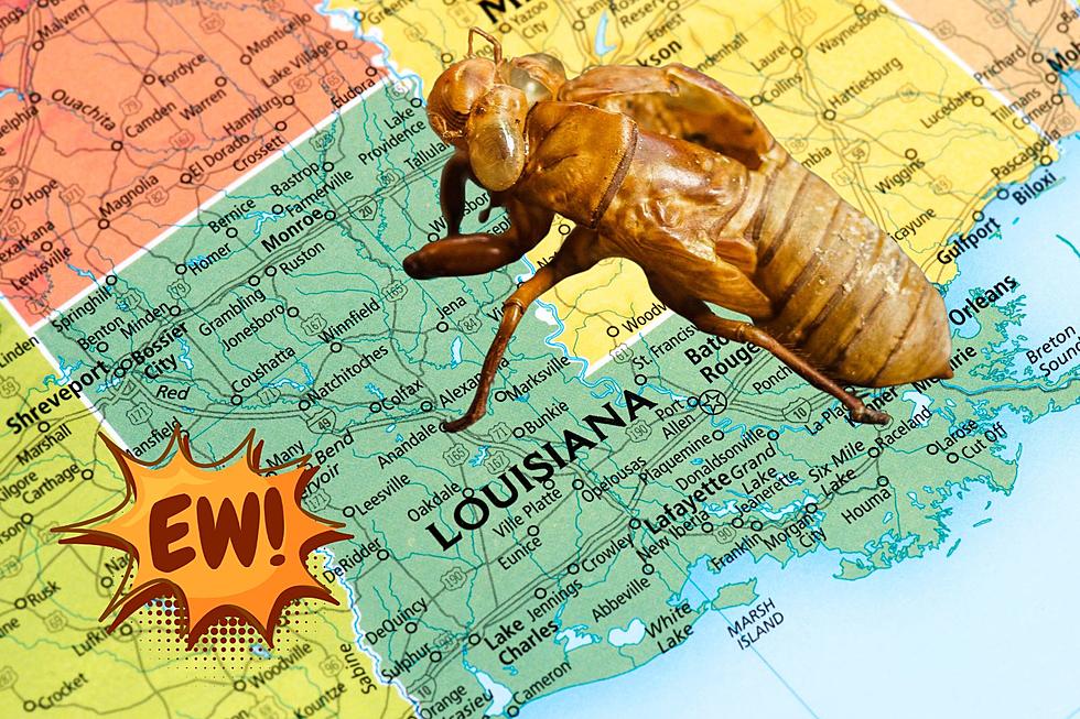 Will 2024 Be the Year of the Cicada in Louisiana?