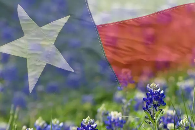 Is It Illegal to Pick Bluebonnets in Texas?